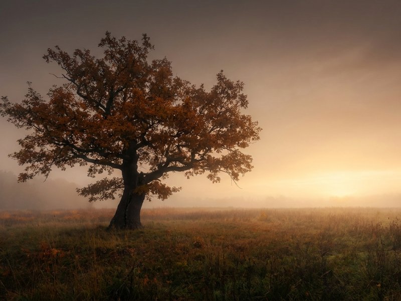 Osamělý strom v mlze s prosvítajícím sluncem